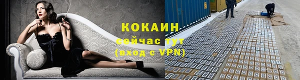 прущие грибы Заводоуковск